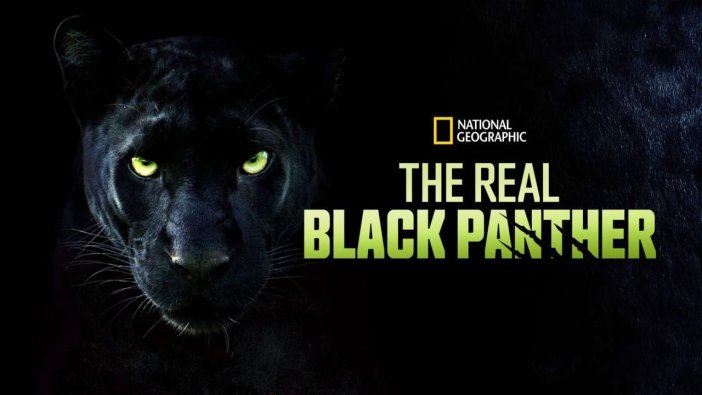 NATIONAL GEOGRAPHIC WILD